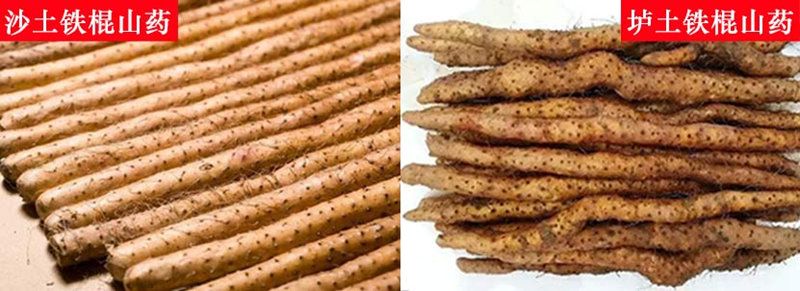 山藥的品種有哪些，怎么區(qū)分？